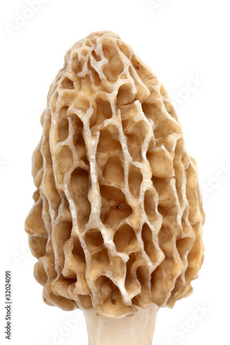 Morel mushroom close-up isolated on white