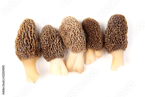 Group of gray morel mushrooms isolated on white