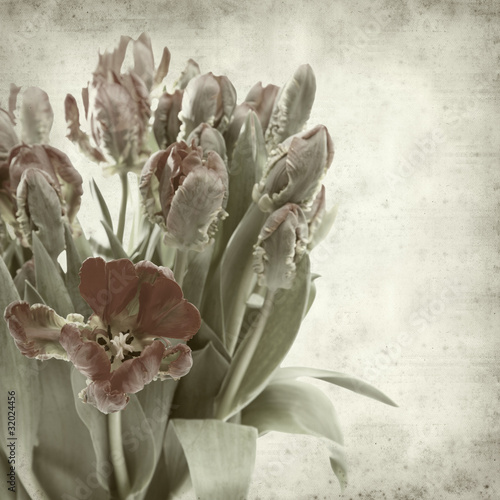 textured old paper background with red parrot tulips