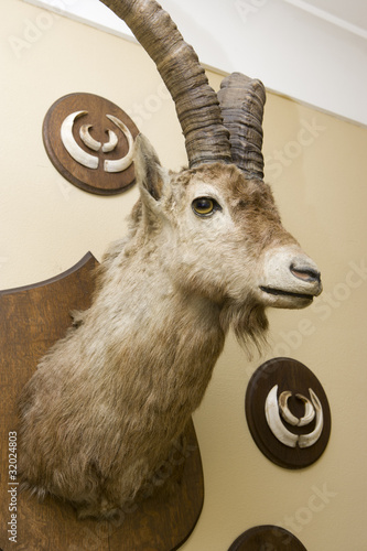 Ausgestopfter Steinbock