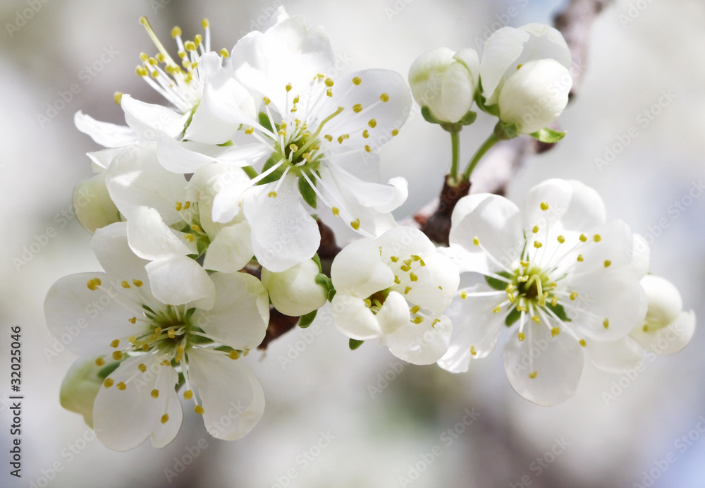 Fruit tree blossom