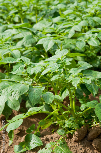 Wallpaper Mural 成長途中のじゃがいも Torontodigital.ca