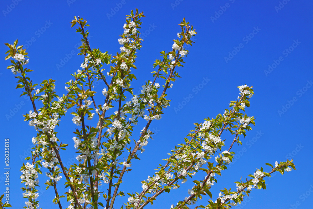 Birnbaum,Frühling Birnbaum,Frühling