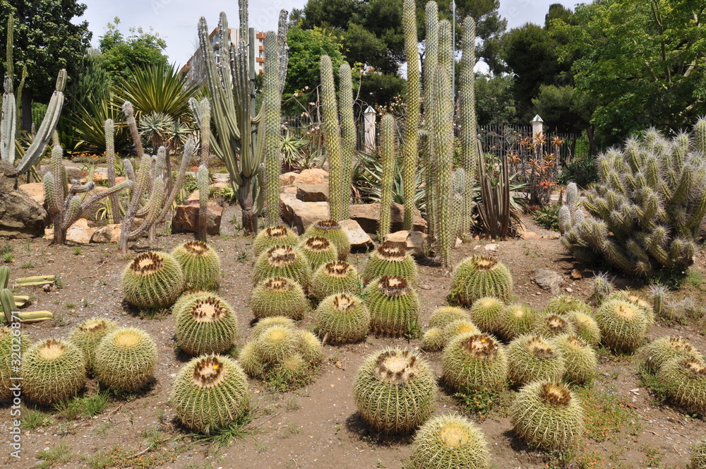 custom made wallpaper toronto digitalCactus en Parque de las Palomas. Benlmádena