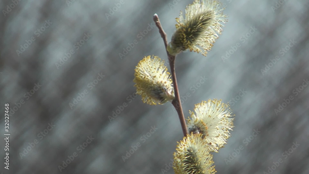 Willow branches with buds on the blurred background. Willow branches with buds on the blurred background.