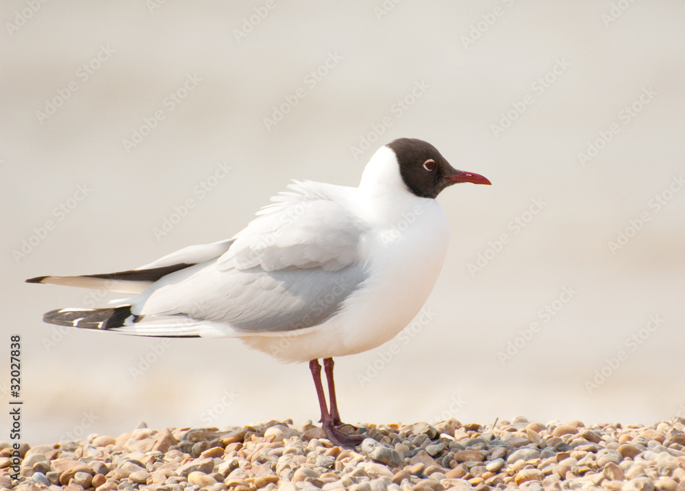 Fototapeta premium seagull on stones