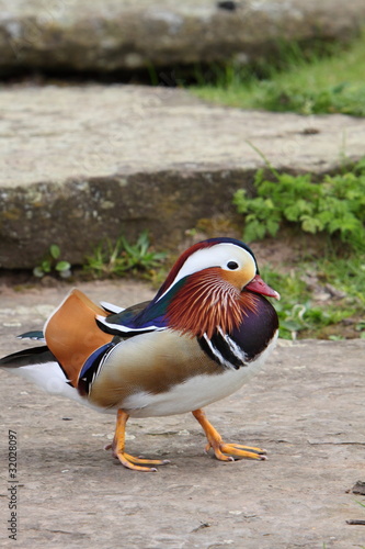 male mandarin duck ( Aix galericulata)