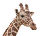 giraffe profile isolated on white background