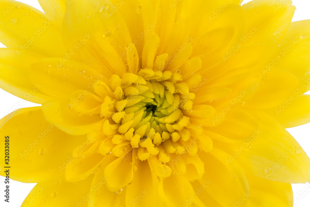 yellow chrysanthemum yellow chrysanthemum