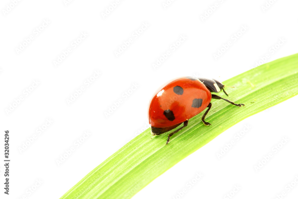 ladybug on grass ladybug on grass