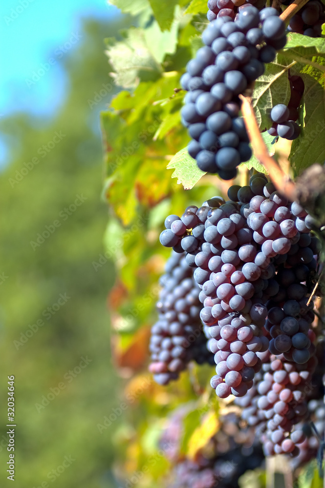 Naklejka premium Red grapes