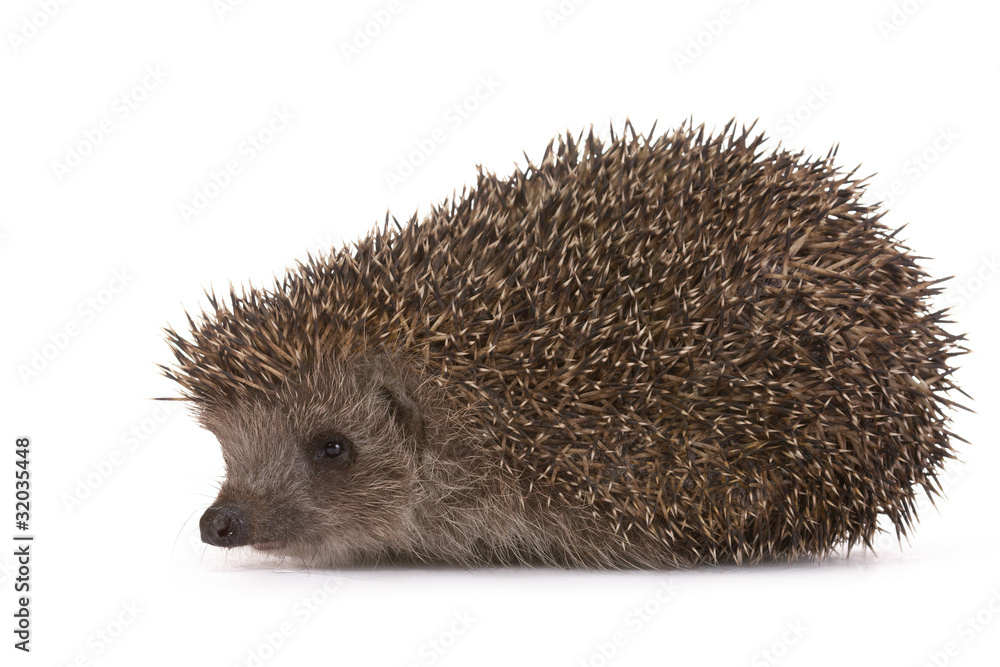 Hedgehog Hedgehog