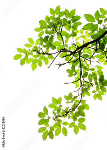 green leave on white background