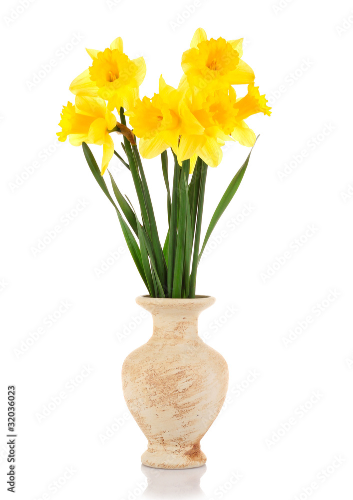 Yellow daffodils in a vase isolated on white Yellow daffodils in a vase isolated on white