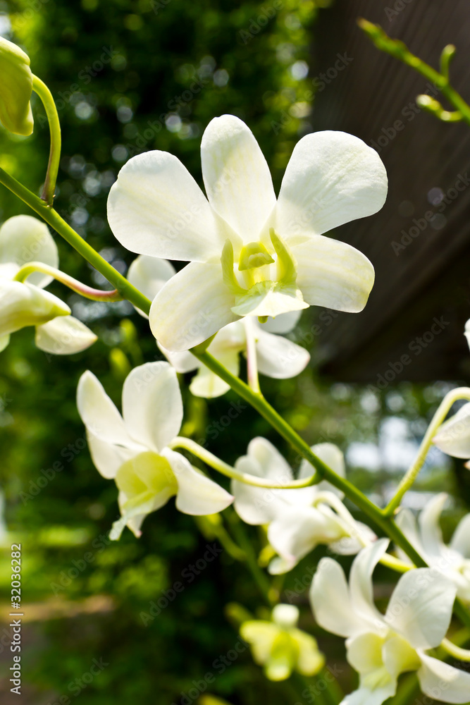 Obraz premium beautiful white rhynchostylis orchid