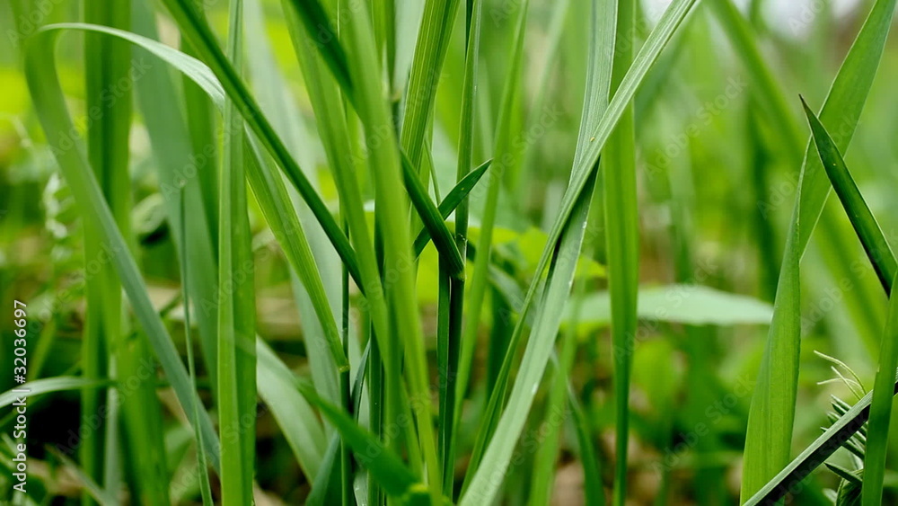 Grass Grass