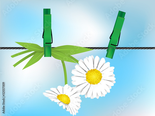 Flowers drying on the rope with clothes peg