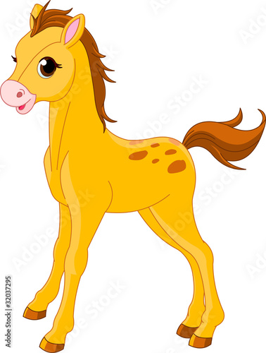 Cute Horse foal