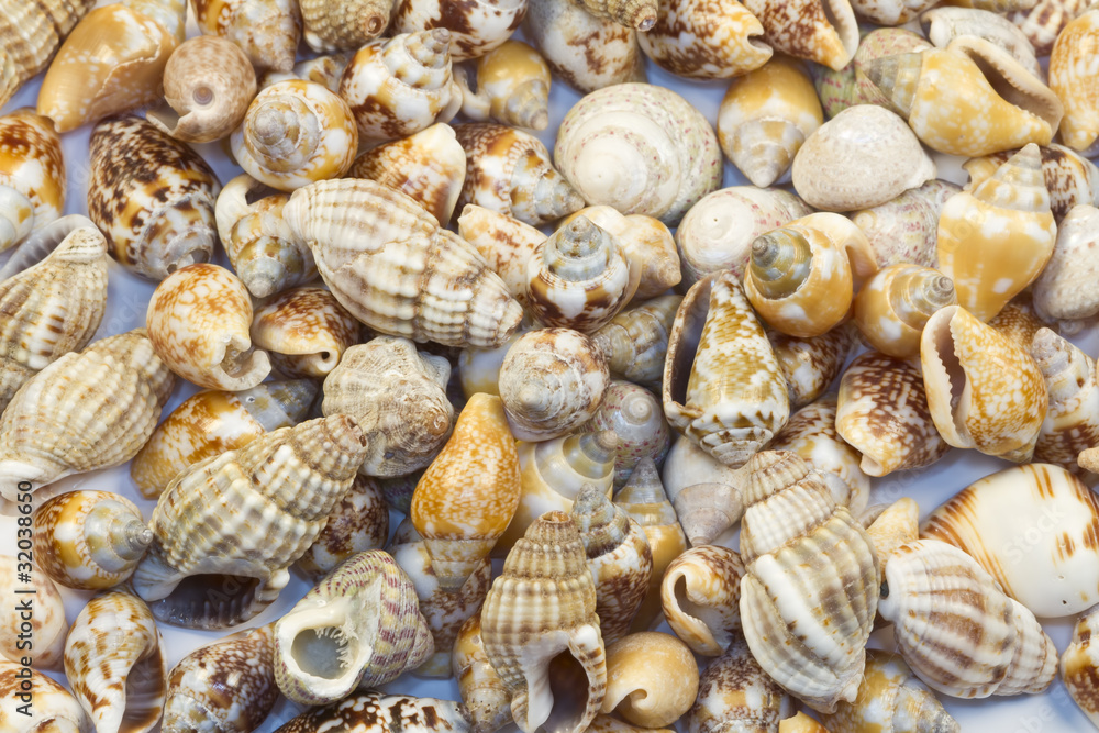 seashells and oysters