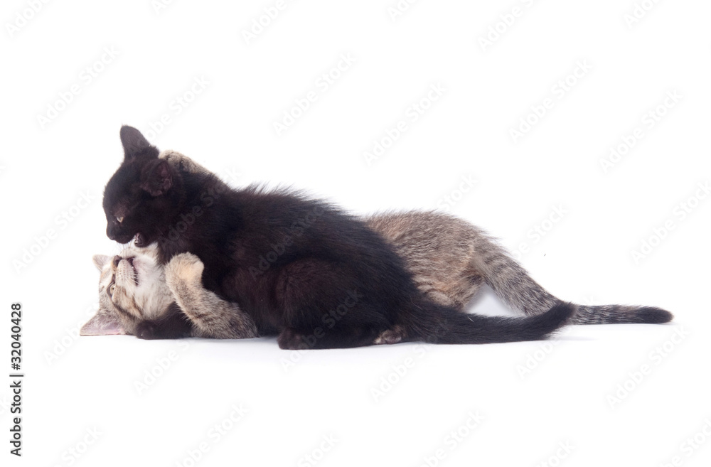 Two kittens playing and fighting Two kittens playing and fighting