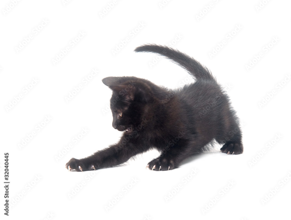 Obraz premium Black kitten on white background