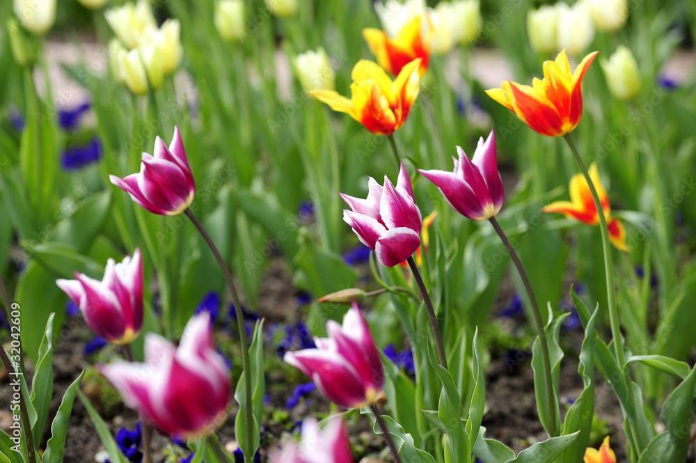 tulpen tulpen
