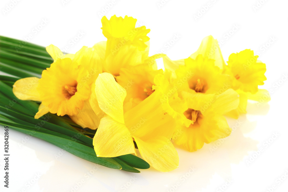Yellow daffodils isolated on white Yellow daffodils isolated on white