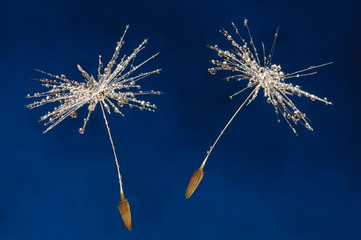 Fotobehang Paardenbloem met waterdruppels Natte paardenbloemzaadjes op blauw  © Symbiot