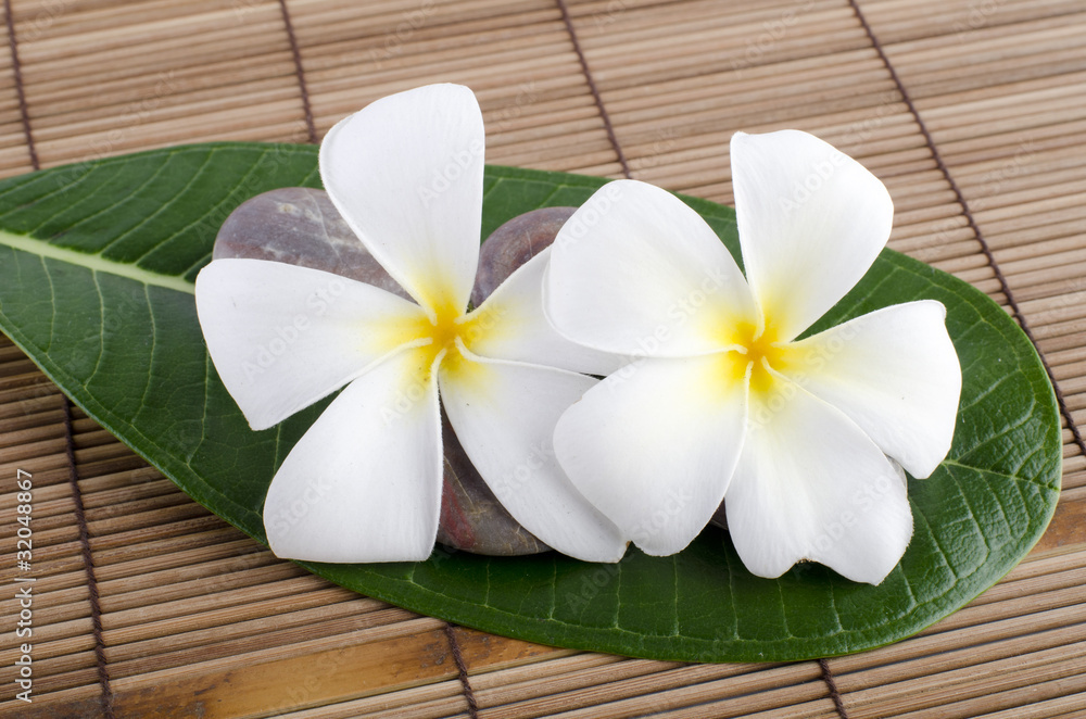 White frangipani and therapy White frangipani and therapy