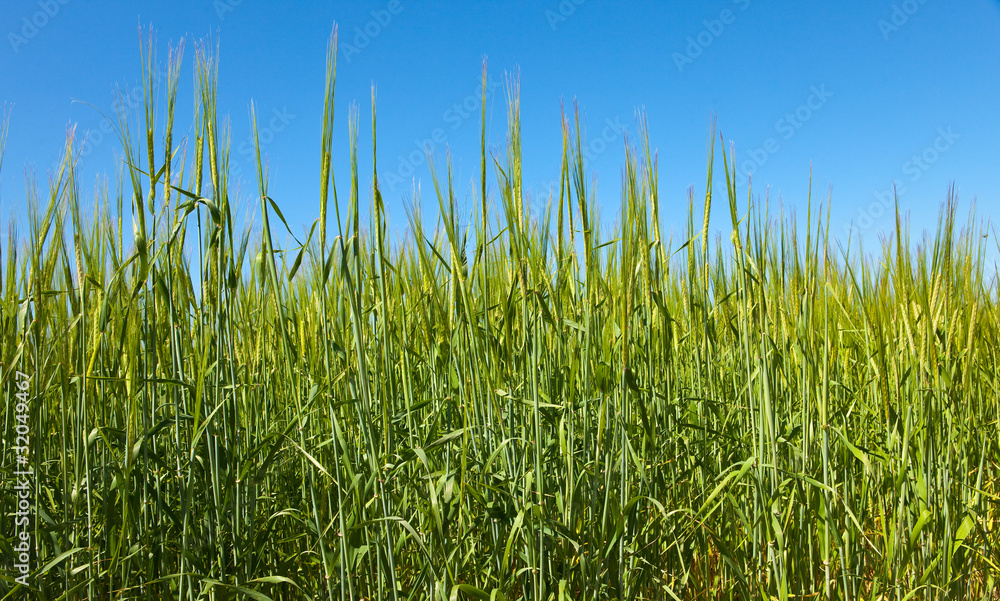 Field of wheat under azure sky