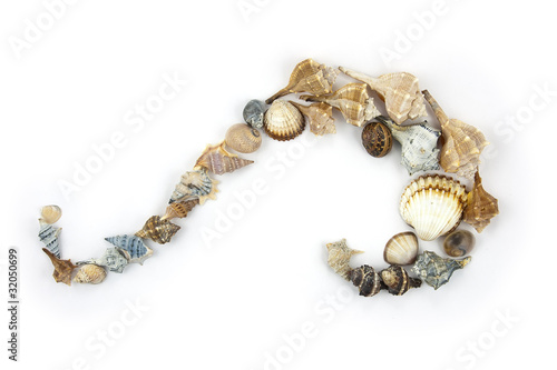 Sea Wave made of several types of Shells. Summer Theme