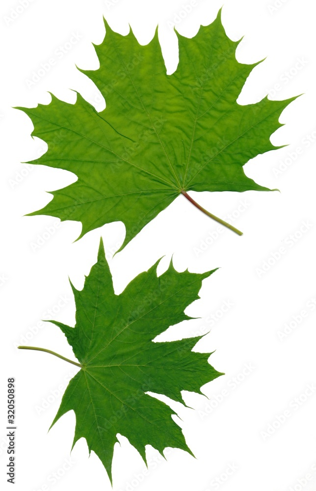 maple tree maple tree
