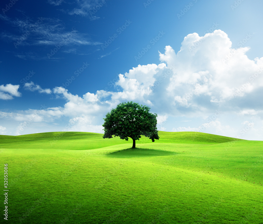 one tree and perfect grass field one tree and perfect grass field