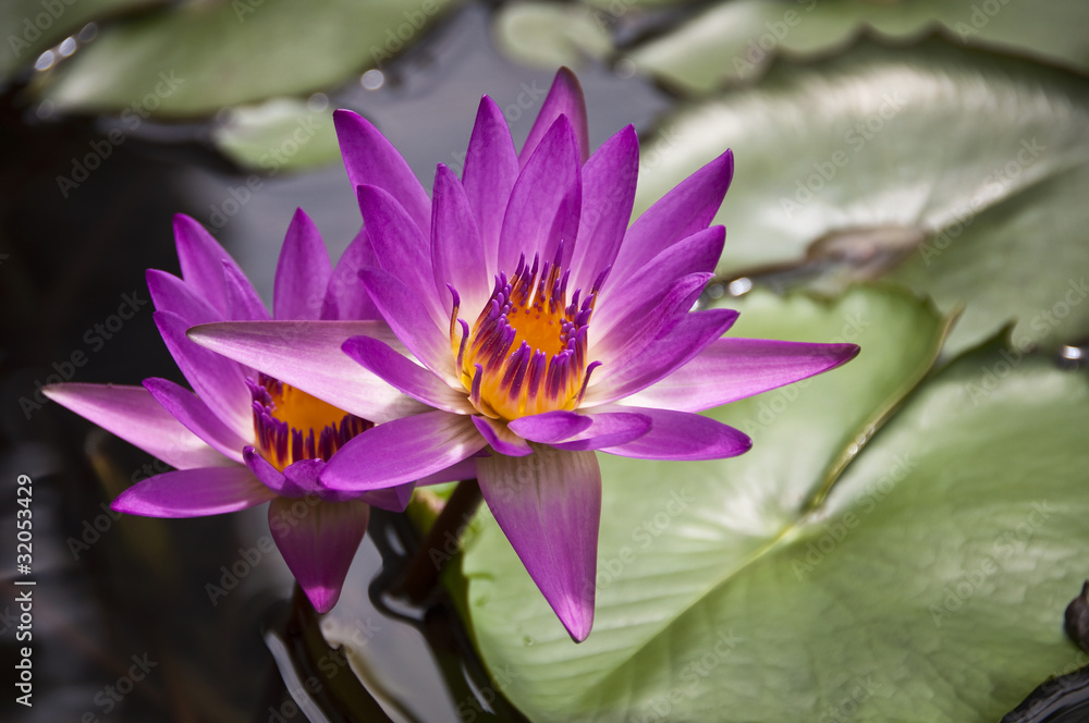 Nénuphar violet Nénuphar violet