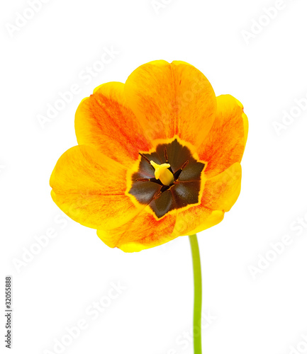 Yellow tulip isolated on white background