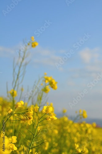 菜の花