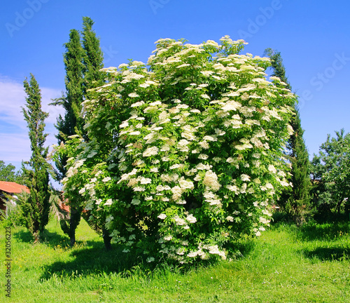 Holunder Blüte - elder flower 35 photo