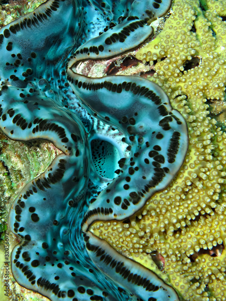Giant clam Giant clam
