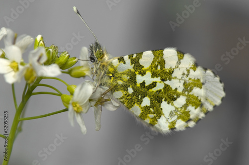 Anthocharis cardamines photo