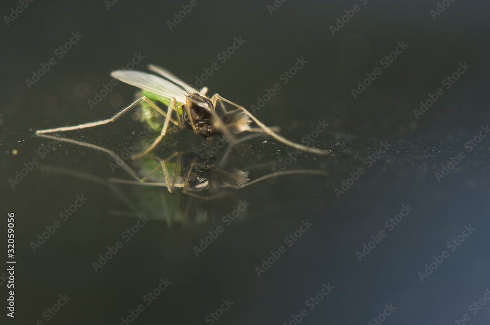 Mosquito