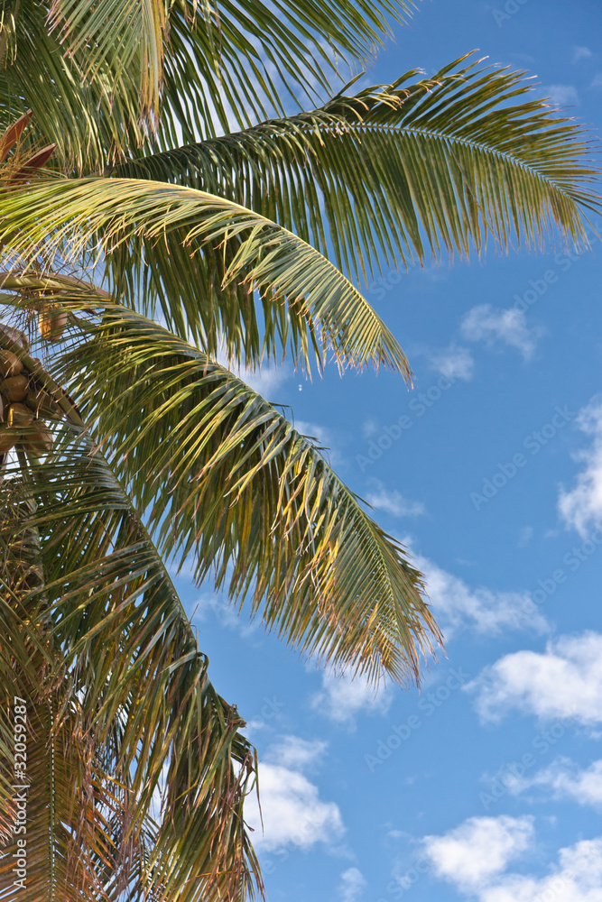 palmes de cocotier