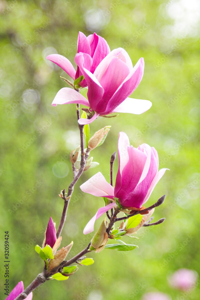 magnolia flowers over blurred abstract background. magnolia flowers over blurred abstract background.