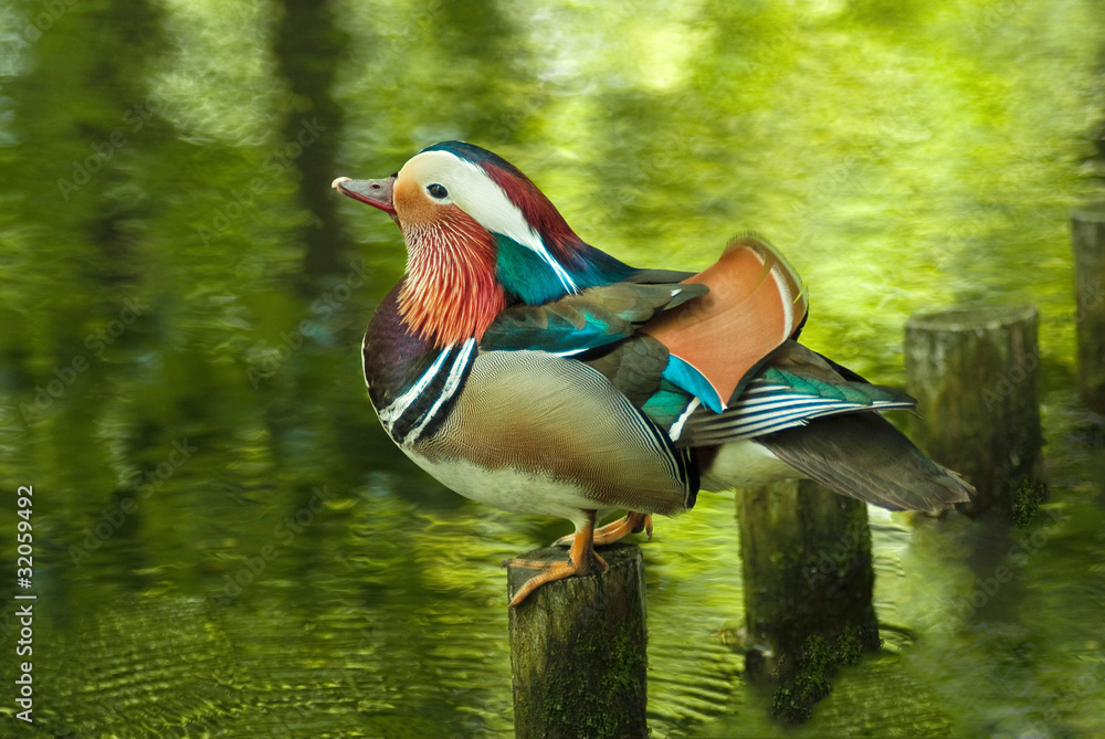 Mandarin duck - obrazy, fototapety, plakaty 