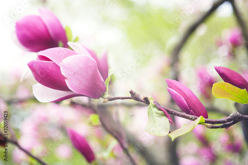 magnolia flowers over blurred abstract background. © Dmytro Tolokonov