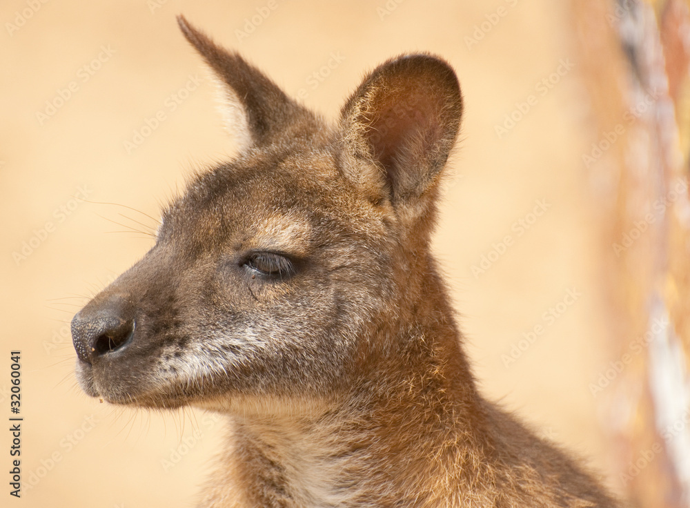kangaroo head and neck