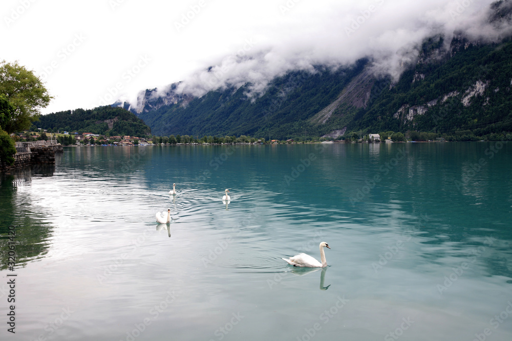White swans in mist alpine lake Brienz in Switzerland