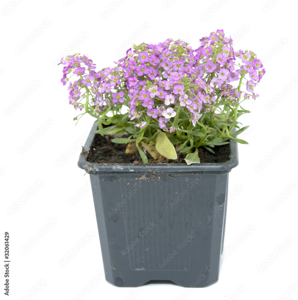 Flower Flower