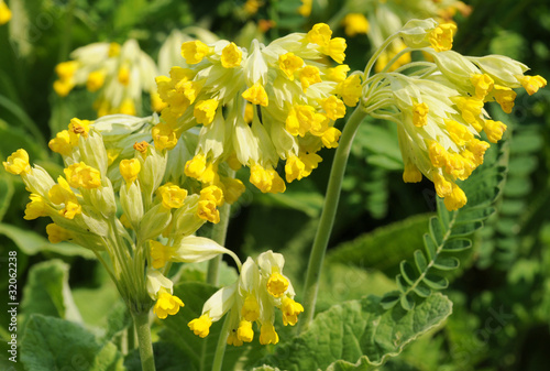 Tableau sur toile Primula veris plant, common name - Cowslip