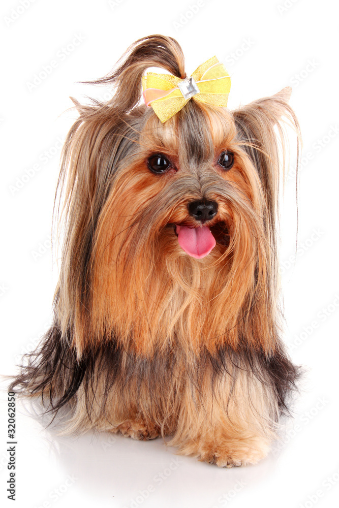 Yorkshire Terrier puppy isolated on white Yorkshire Terrier puppy isolated on white