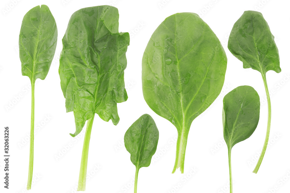Fotografie ifferent shape of fresh spinach